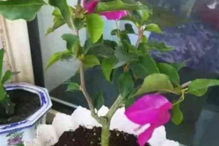 豆饼肥属于氮肥还是磷钾肥