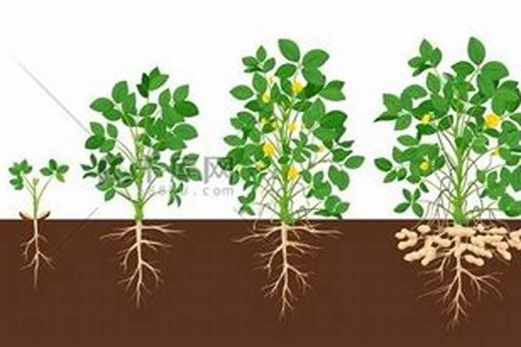 花生怎样施肥最高产