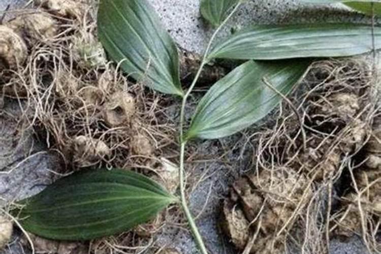 老虎姜用什么肥料施肥,附种植方法