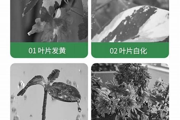 全国复合肥十大名牌排行榜(什么厂家牌子复合肥质量好)