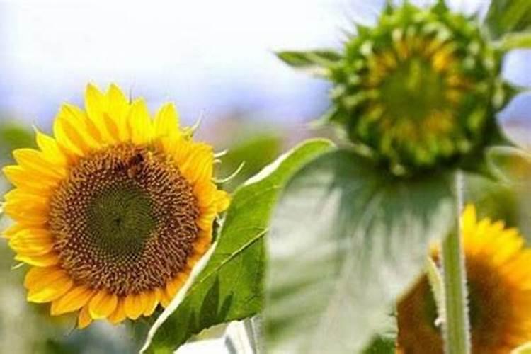 中国大量元素水溶肥品牌排行榜