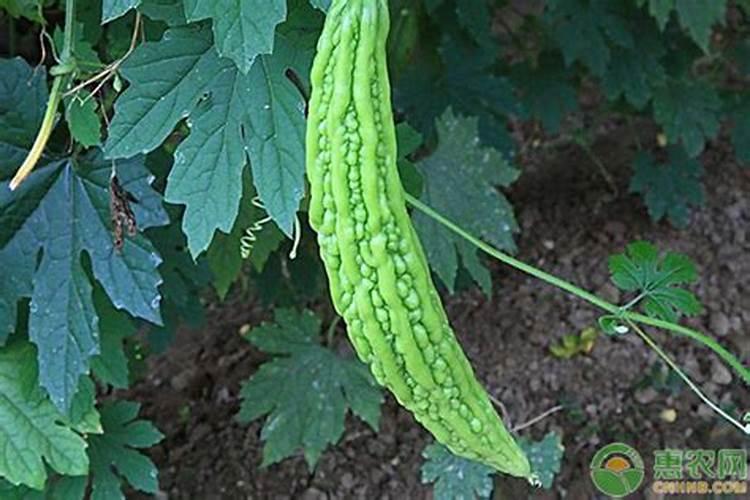 苦瓜的施肥技巧