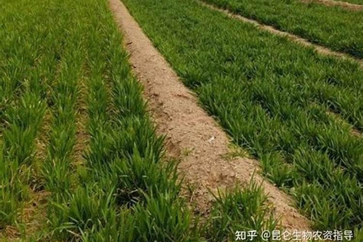 葡萄花期能不能浇水？