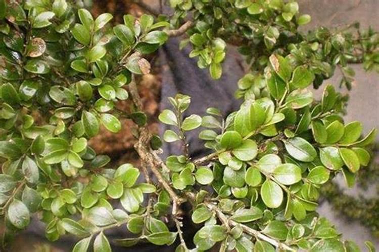 花生施硼肥的最佳时期