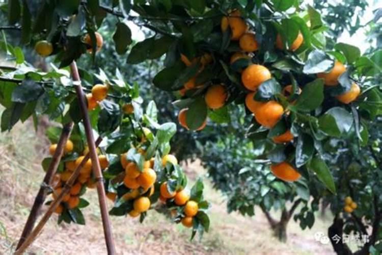 果树什么钾肥好