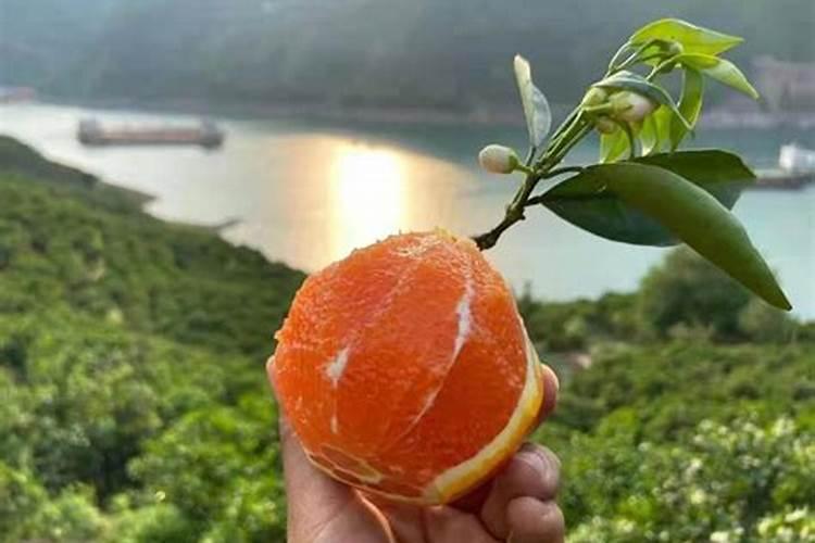 通辽市特肥销量排行榜有哪些品牌