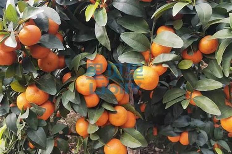 油茶树需要施什么肥料