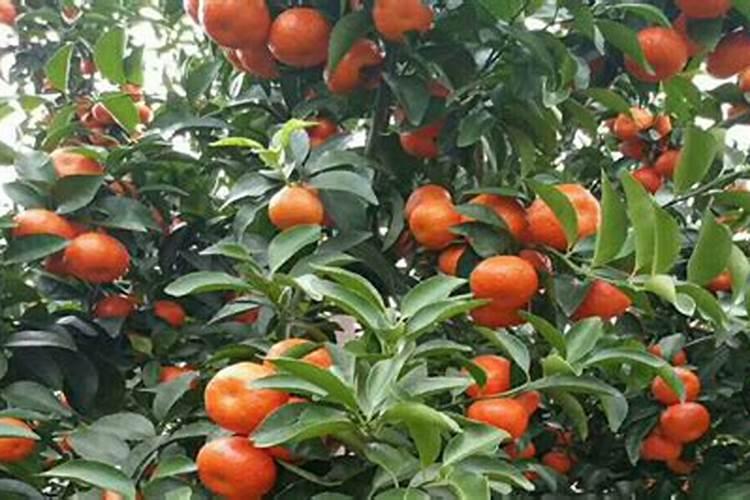 菜籽饼肥适用于番茄基肥吗？