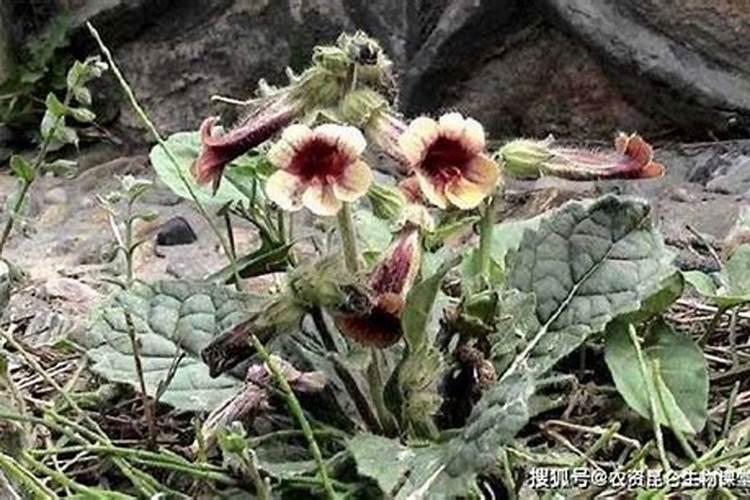 稻飞虱是怎么形成的