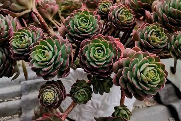 绿蔷薇养殖方法和注意事 怎么养殖绿蔷薇