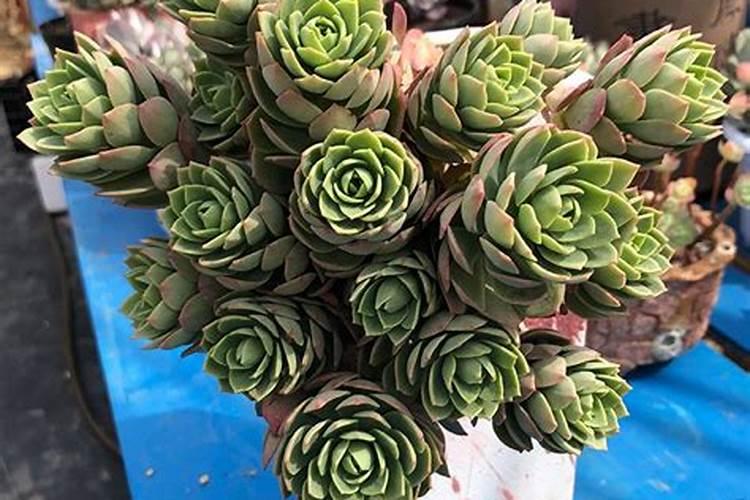 绿蔷薇多肉的养殖方法和注意事项