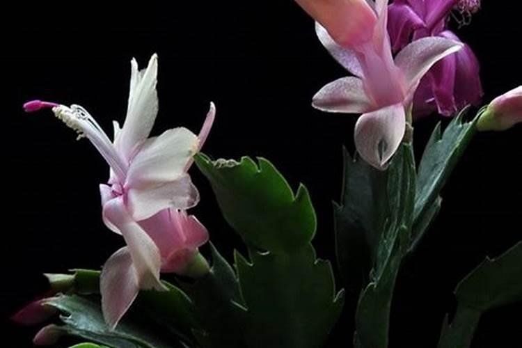 9月份蟹爪兰叶面肥怎样施