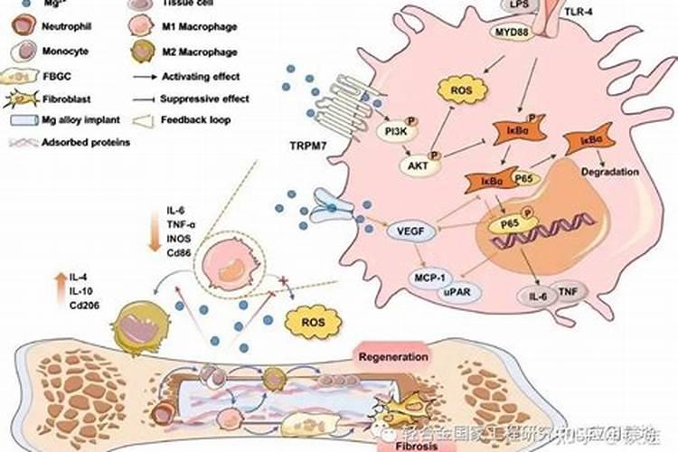 钙镁同补高效预防防裂增甜——巴格尔中量元素钙镁肥
