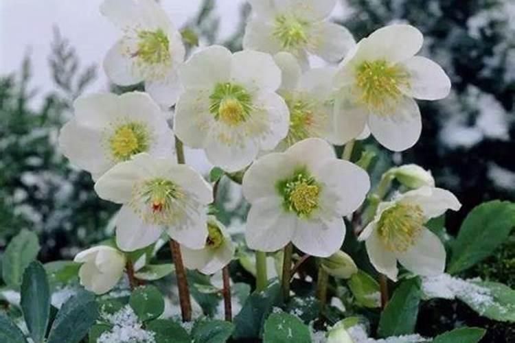 绿植在什么情况下不可以施肥