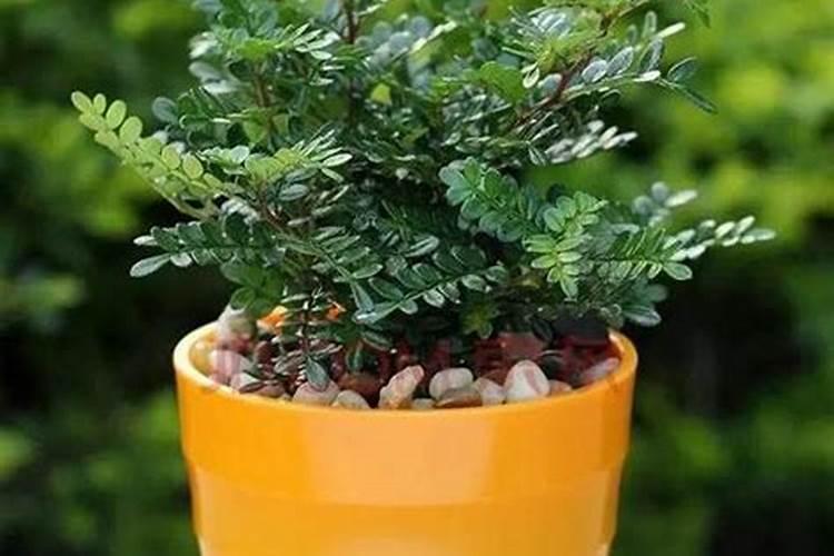 给植物施肥什么时间好、绿植施肥用什么肥料