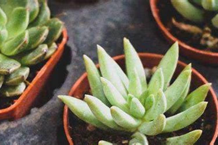 多肉吊兰佛珠怎么养,长得快容易出锦？