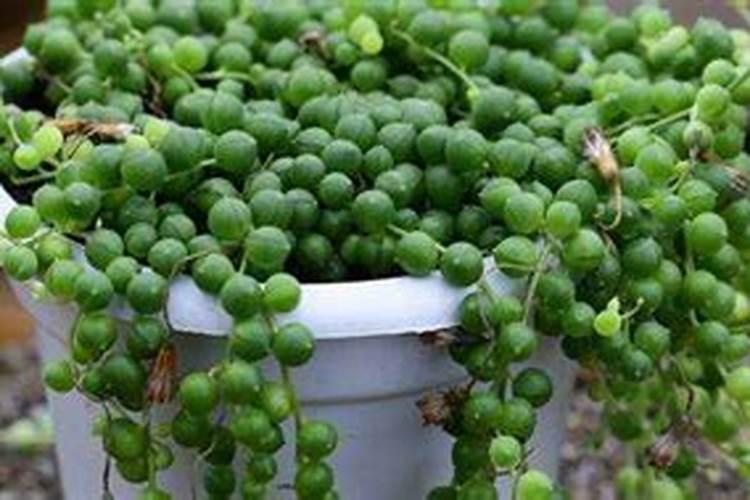 多肉佛珠怎么爆盆 多肉佛珠如何爆盆