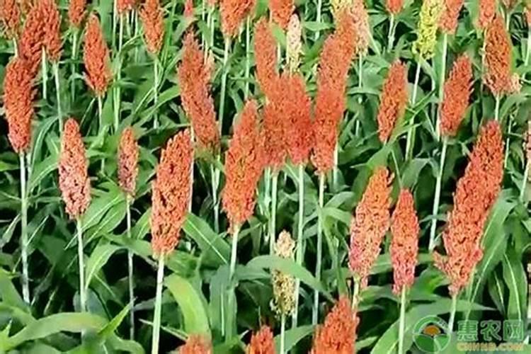 种植高粱用什么化肥