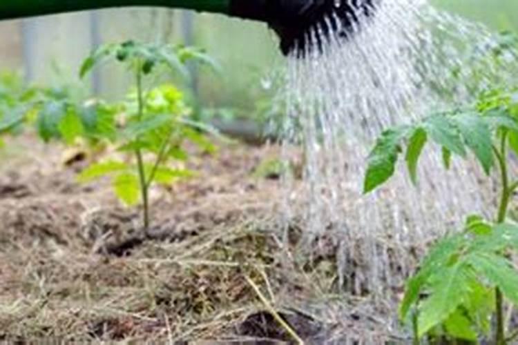 西红柿浇水施肥的正确方法？