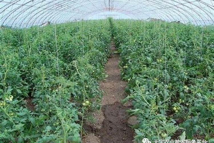 西红柿浇水施肥的正确方法