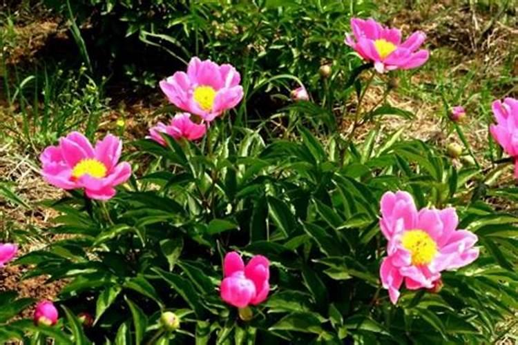 芍药刚出芽如何施肥