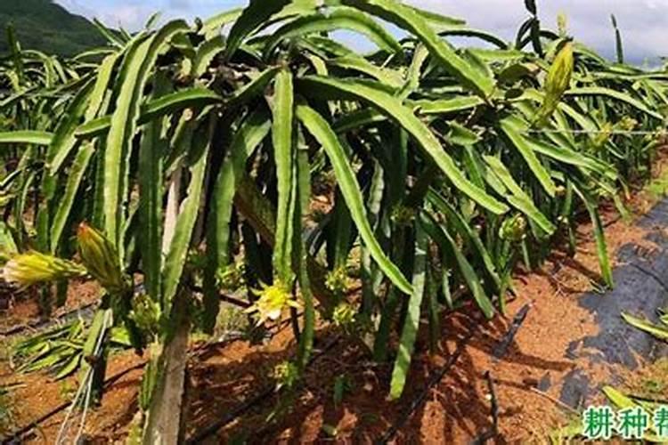 火龙果施肥用什么肥料 火龙果施肥用哪些肥料