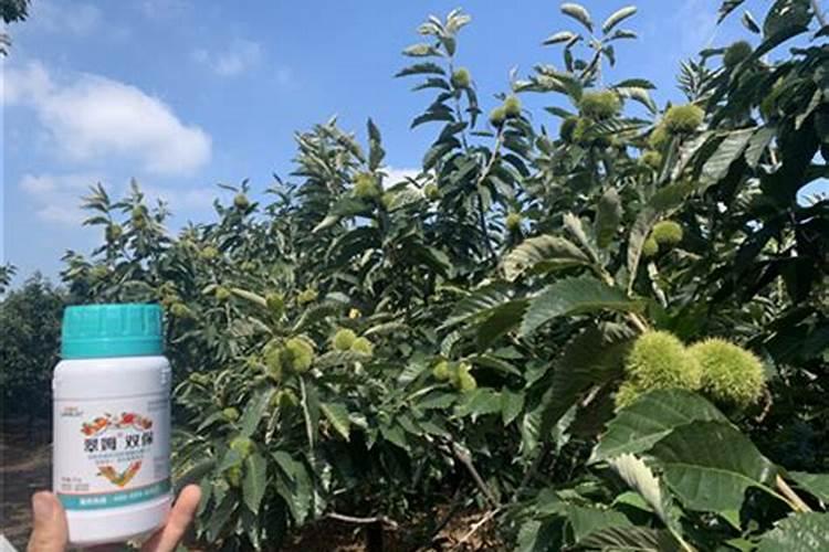 种地瓜时怎么施肥比较好