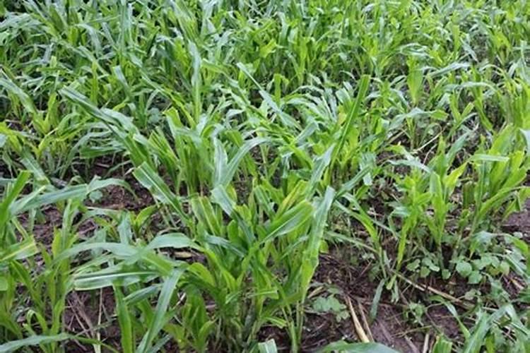 一亩玉米地该施多少肥料？