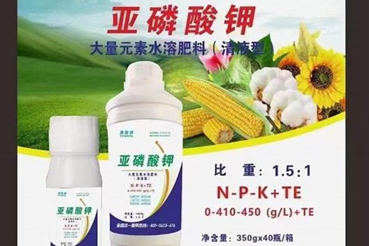 什么是有效分蘖和无效分蘖？生产中如何调控？