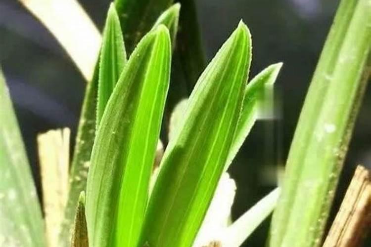 新手养兰花如何施肥