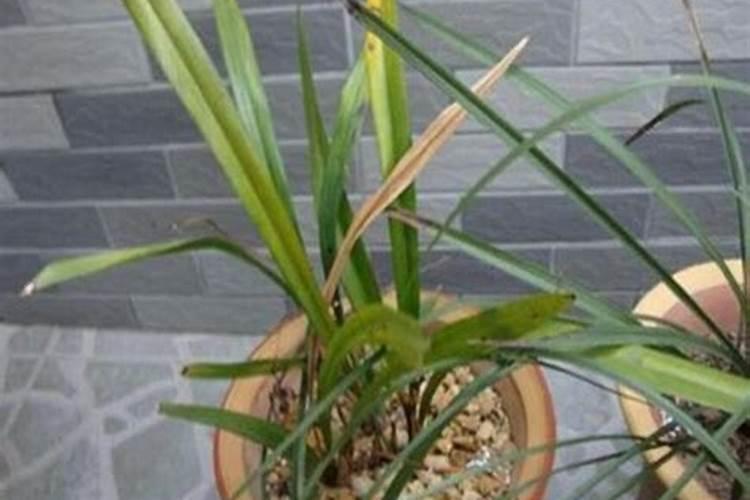 碳酸氢铵可以做肥料吗 正确的使用方法