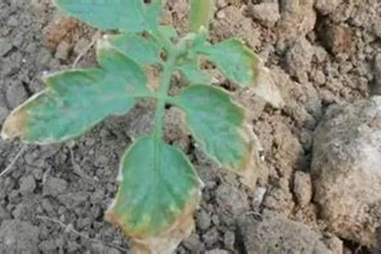 鱼精蛋白的作用