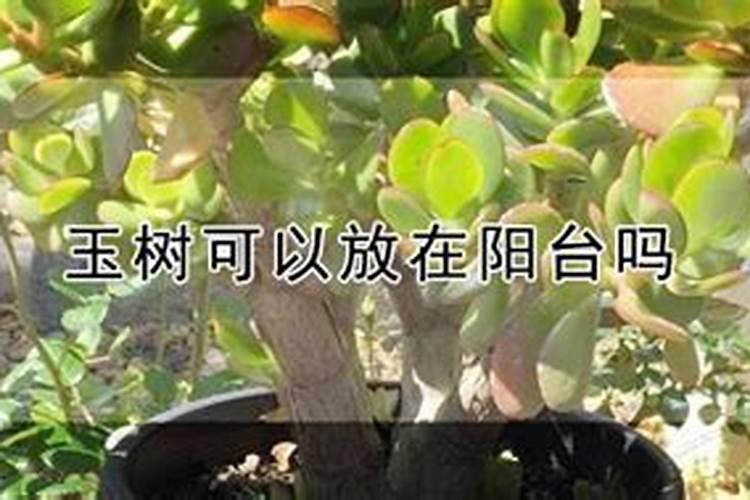 小麦返青期管理重点 返青期可以喷施磷酸二氢钾吗