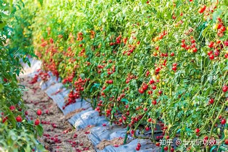 番茄增加表面光泽的施肥措施？