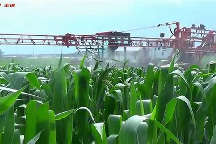 玉米打什么叶面肥增产 什么时候喷施比较好