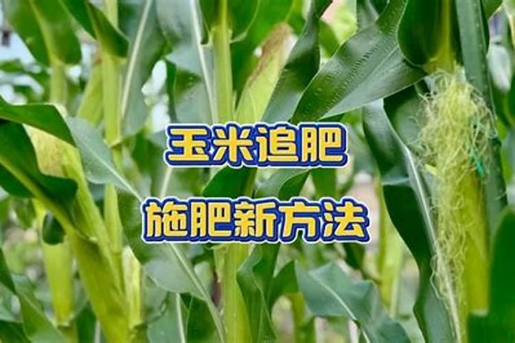 早春糯玉米种植技术