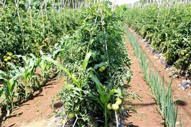 夏季种植丝瓜注意什么 丝瓜养殖方法总结