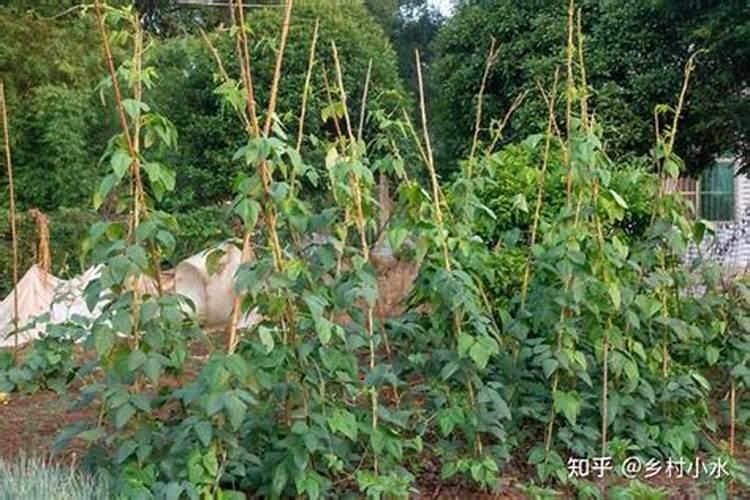 豆角在各个生长期怎样施肥