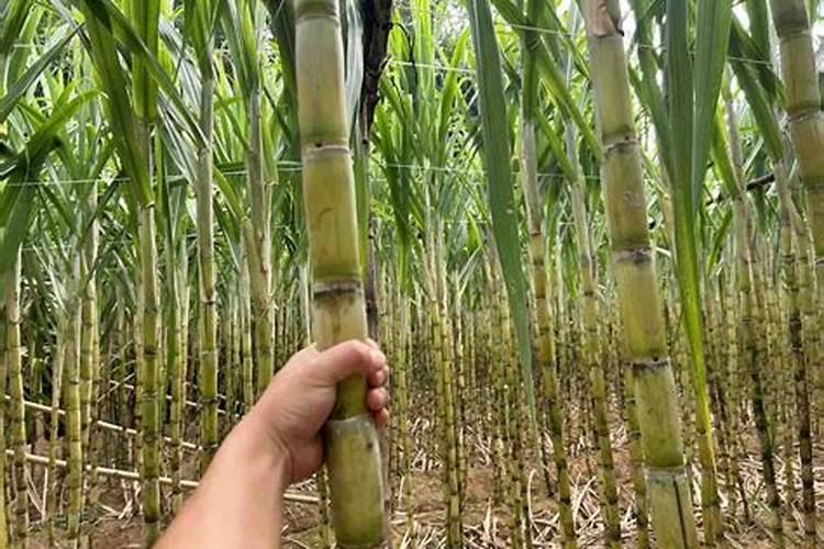 腊梅烂根是怎么回事？腊梅烂根怎么办(图)