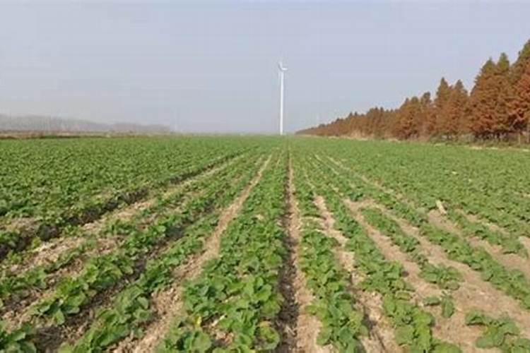 油菜越冬施肥方法