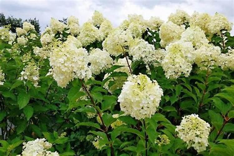 银杏树苗种植方法