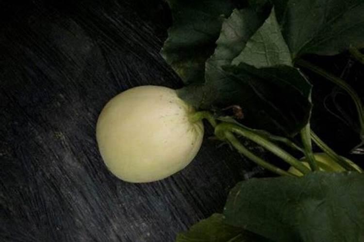 欧贝斯适合什么年龄