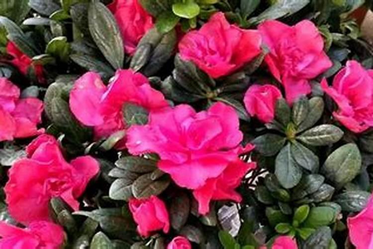 杜鹃开花需要施肥吗