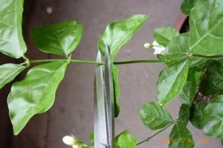 茉莉修剪后该怎么去养护