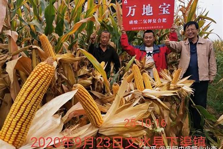 玉米需要多少次叶面肥