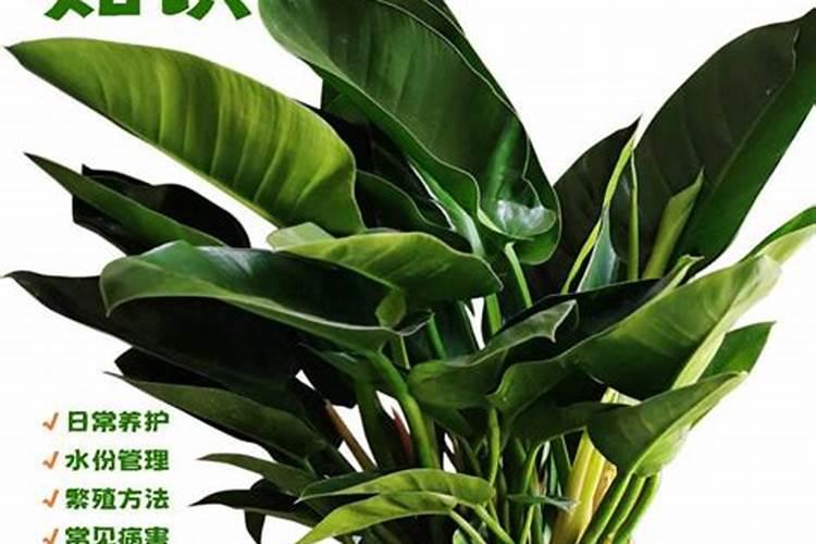 金钻施什么肥长的旺