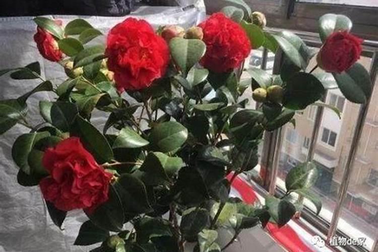 苦瓜施什么肥才挂果多 如何施肥最好