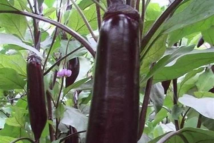 茄子叶面肥什么肥增产效果好？茄子专用磷钾肥