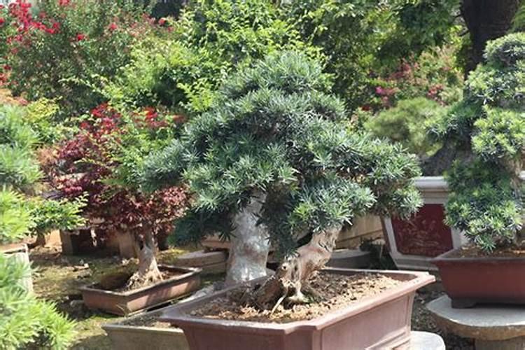 罗汉松这样是什么原因？该如何治疗？