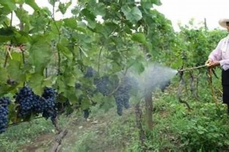 蟹爪兰施肥用什么肥,用羊粪可以吗